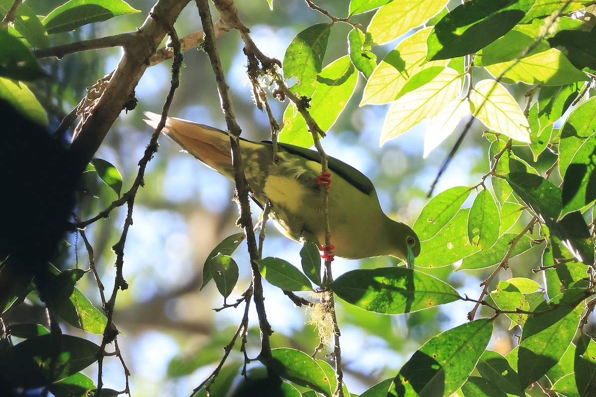 Sumatran Green-Pigeon - ML621424771