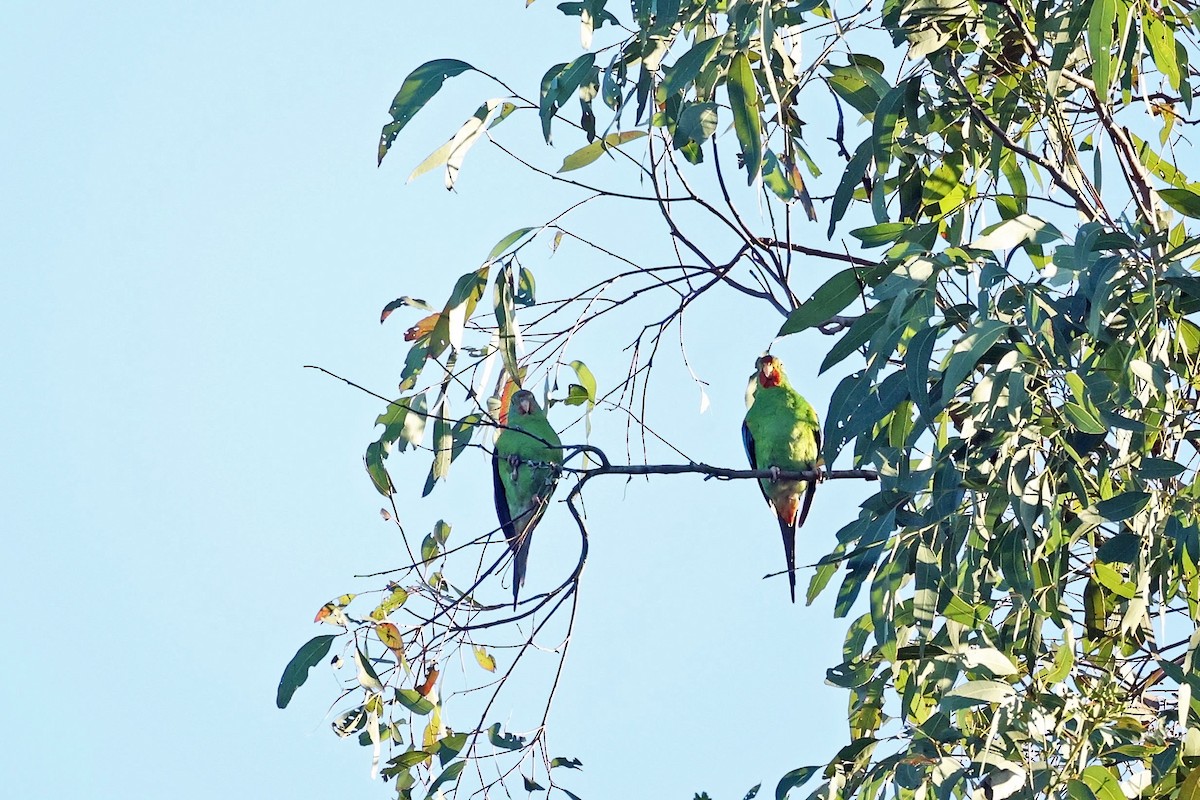 Swift Parrot - ML621424777