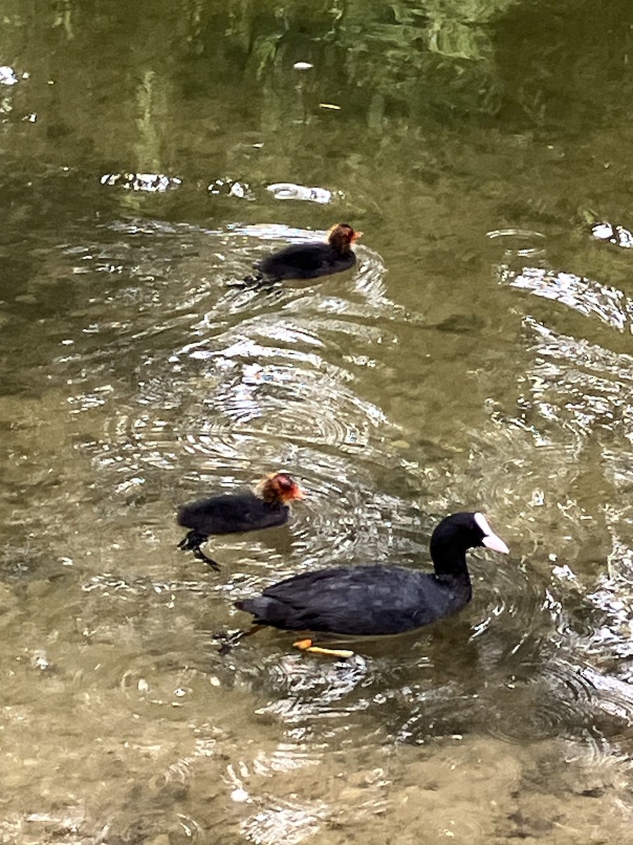 Eurasian Coot - Brad Wolchansky