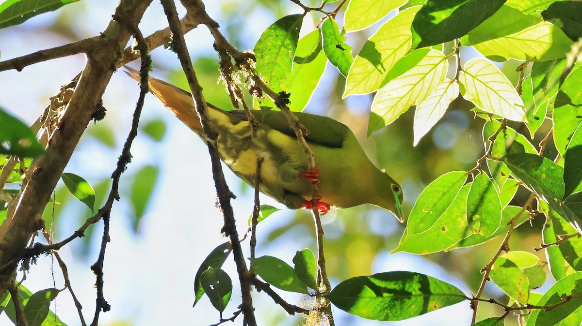 Sumatran Green-Pigeon - ML621424812