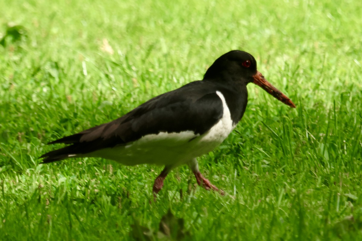 Eurasian Oystercatcher - Daniel Tinoco