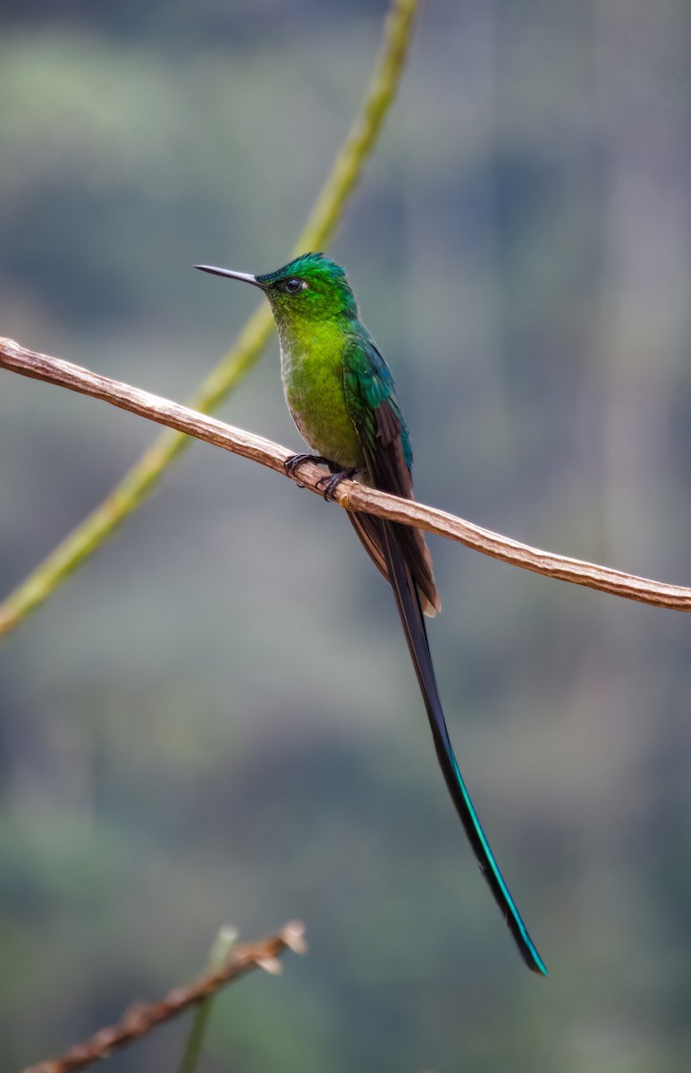 Long-tailed Sylph - ML621425061