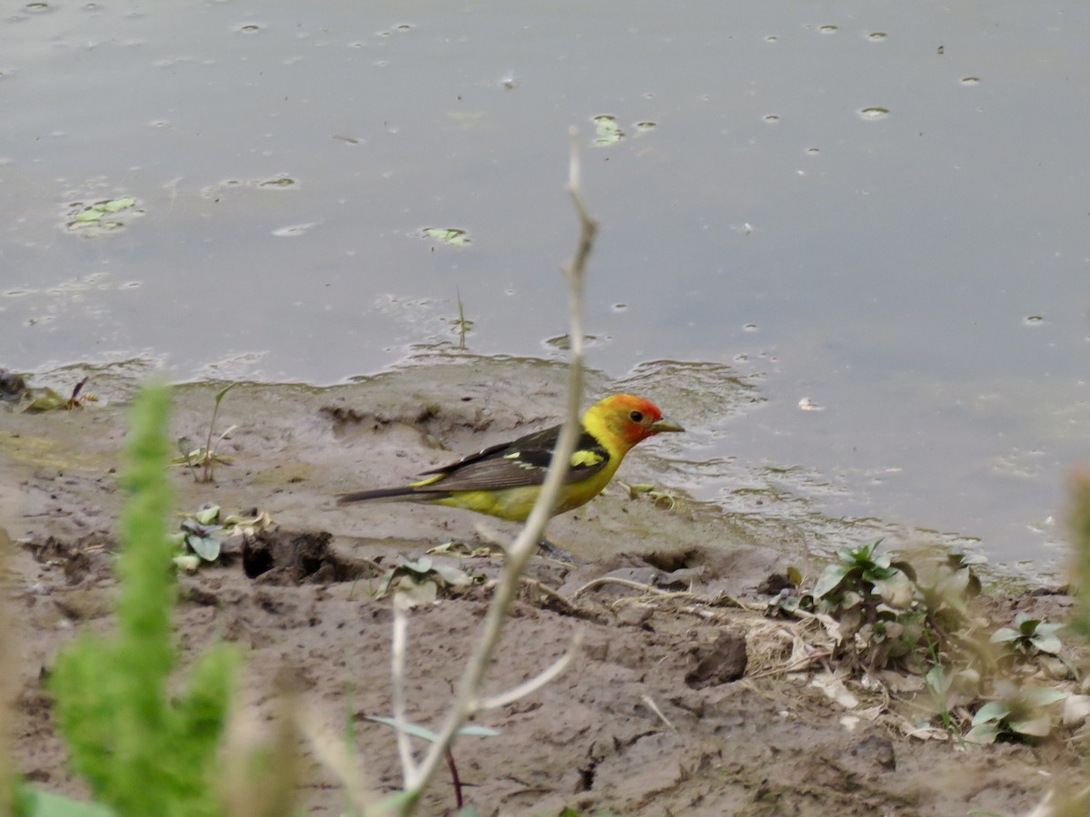 Western Tanager - ML621425062