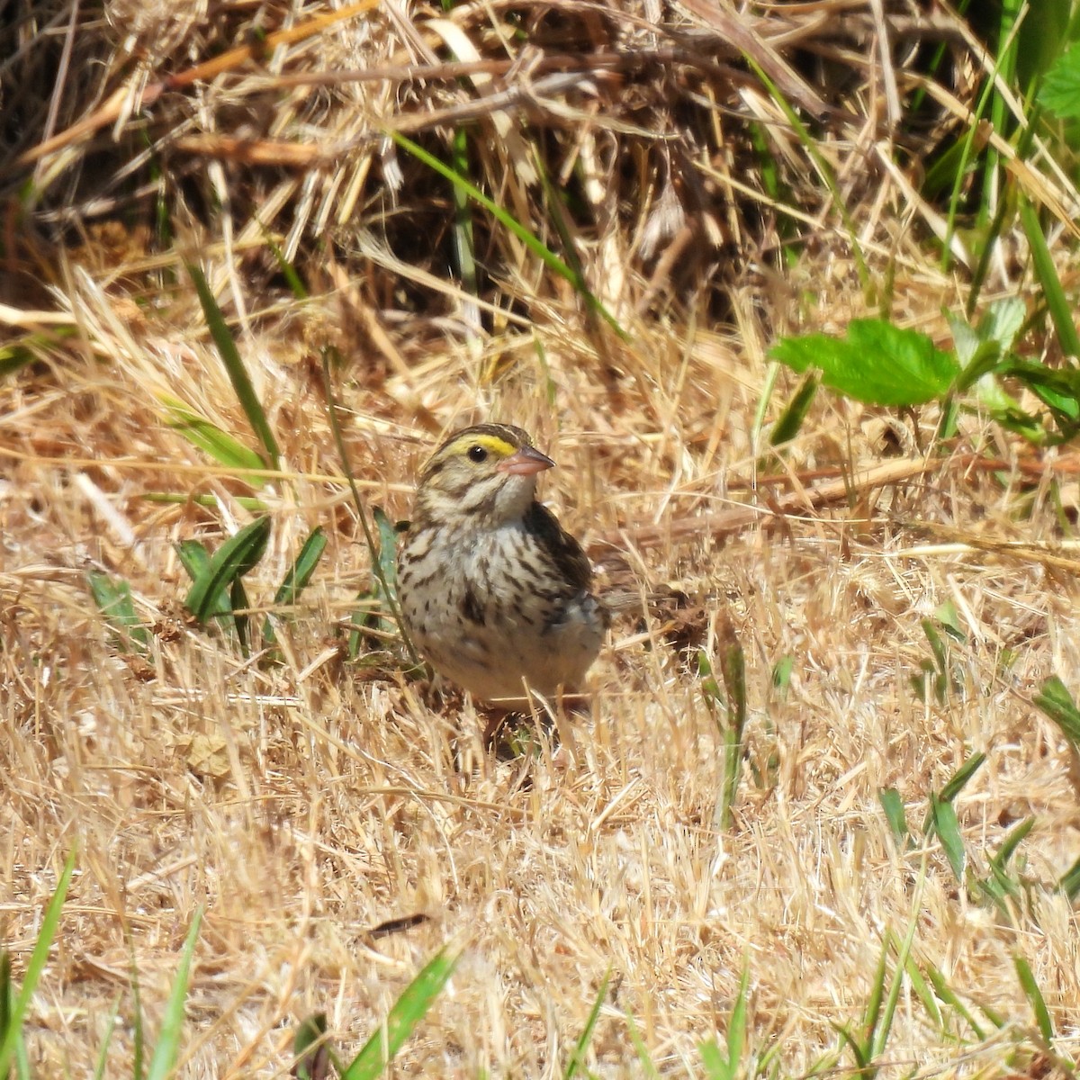 Savannah Sparrow - ML621425064