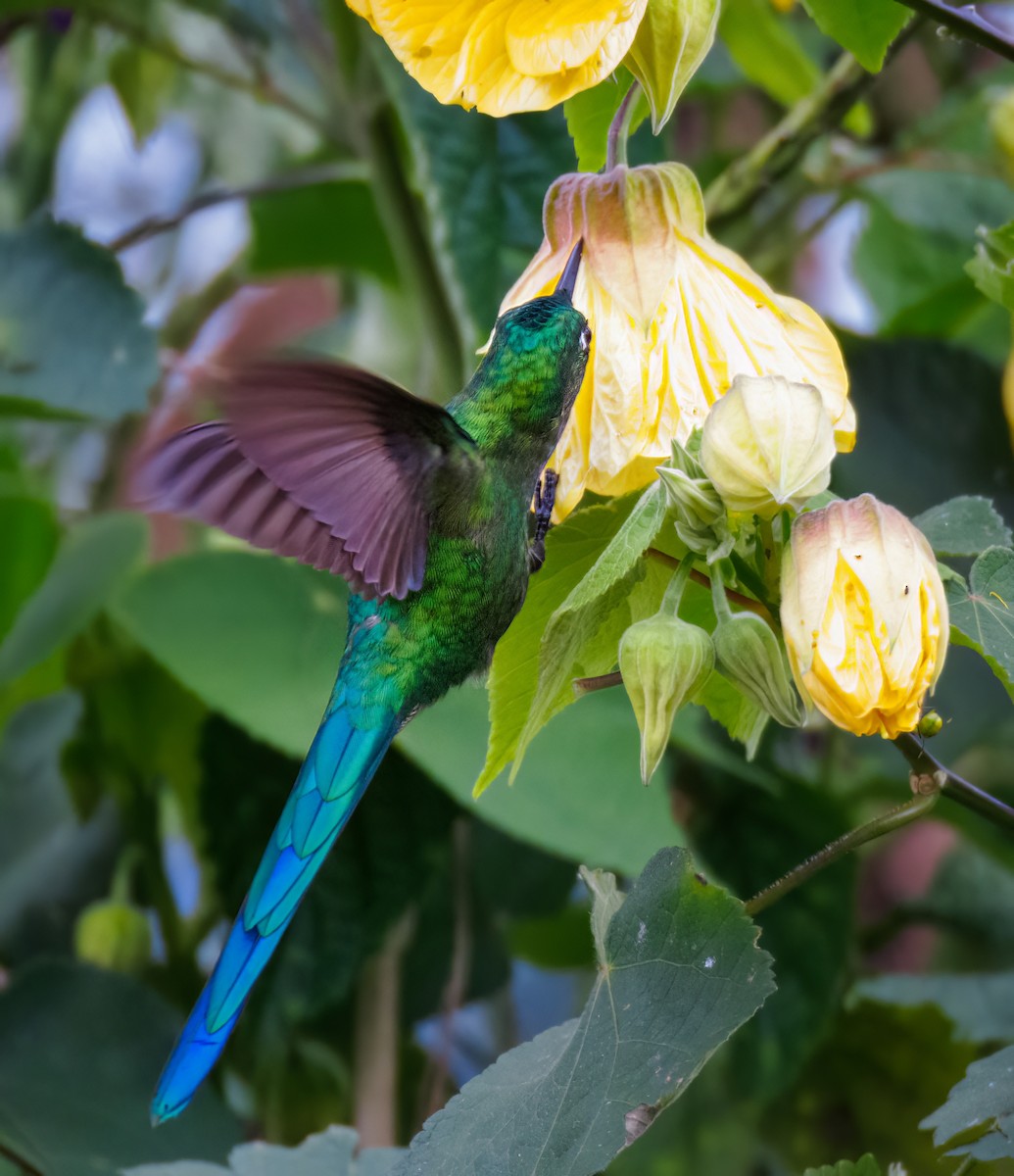 Long-tailed Sylph - ML621425076