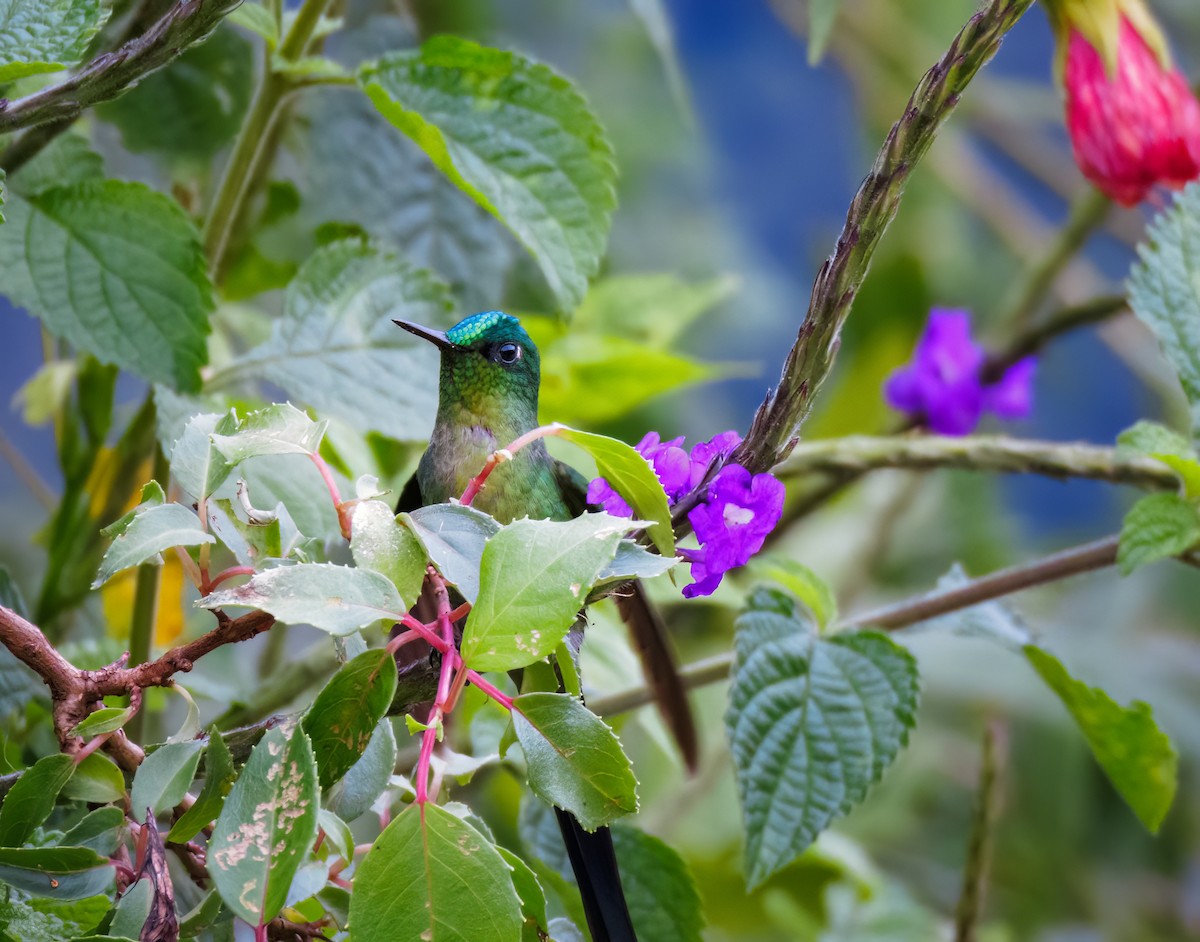 Long-tailed Sylph - ML621425077
