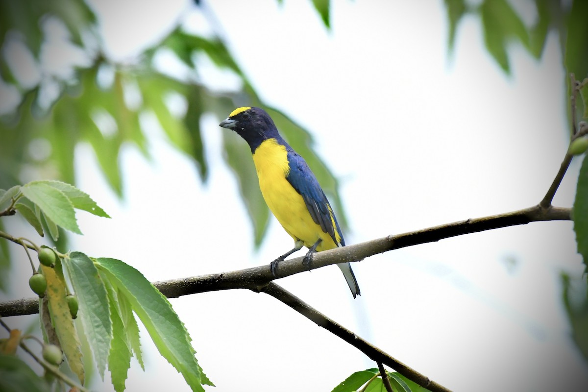 West Mexican Euphonia - ML621425079