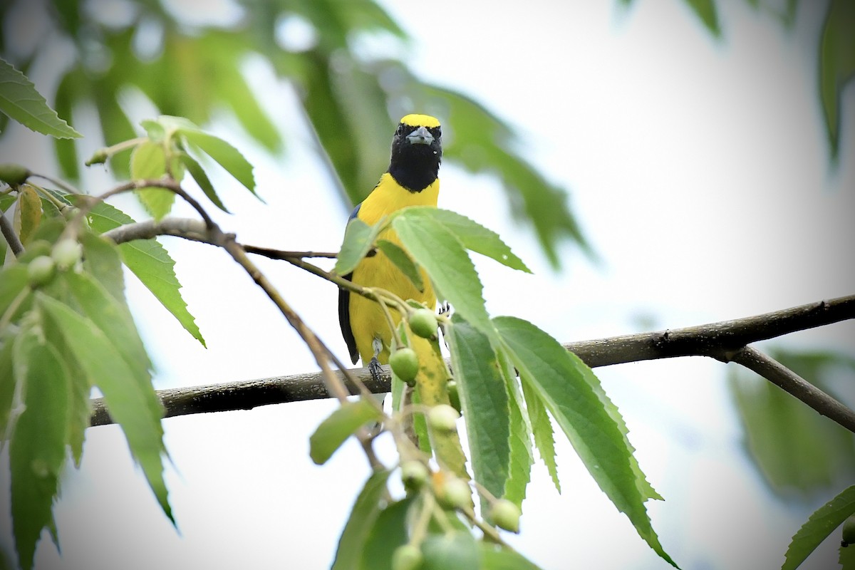 West Mexican Euphonia - ML621425080