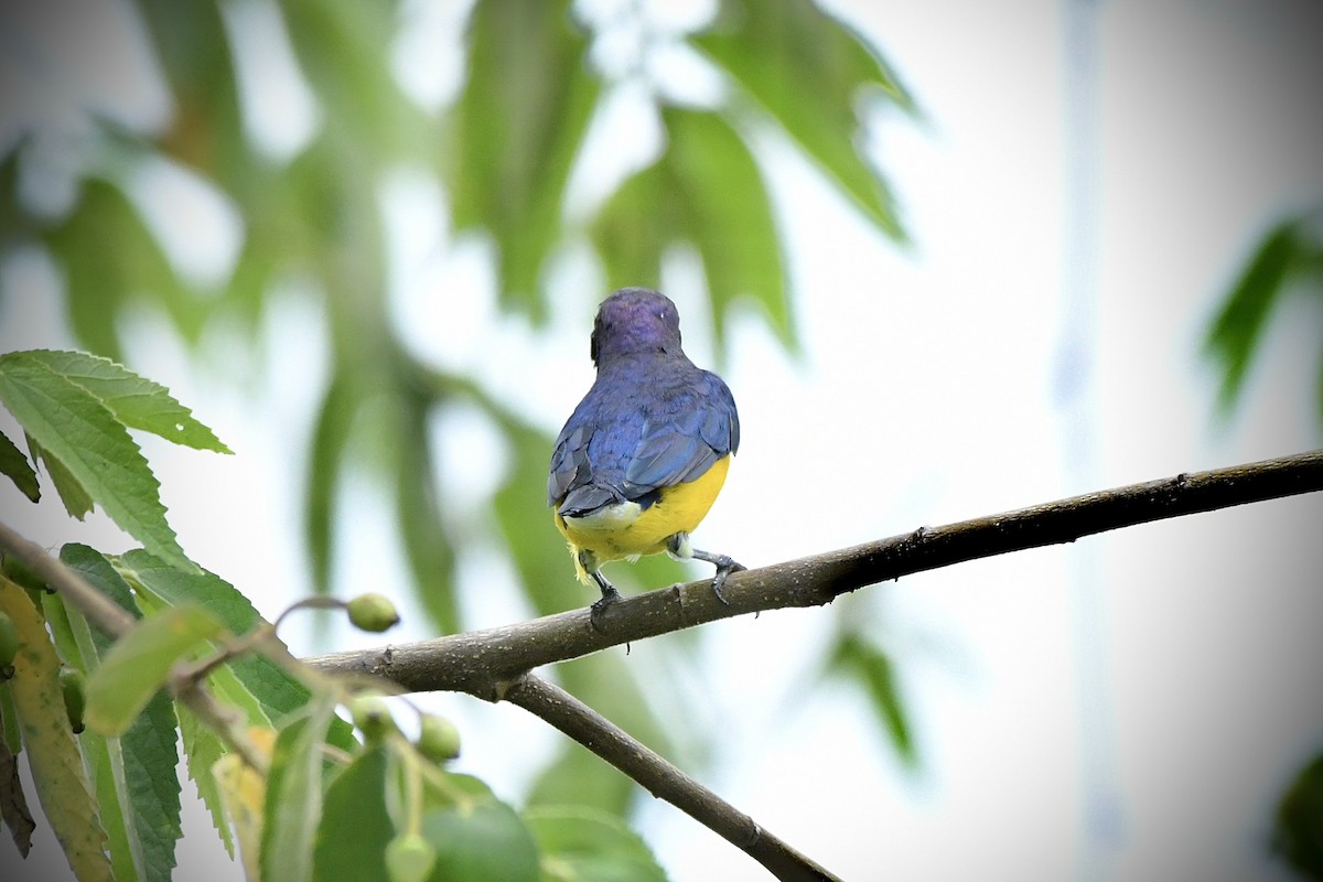 West Mexican Euphonia - ML621425082