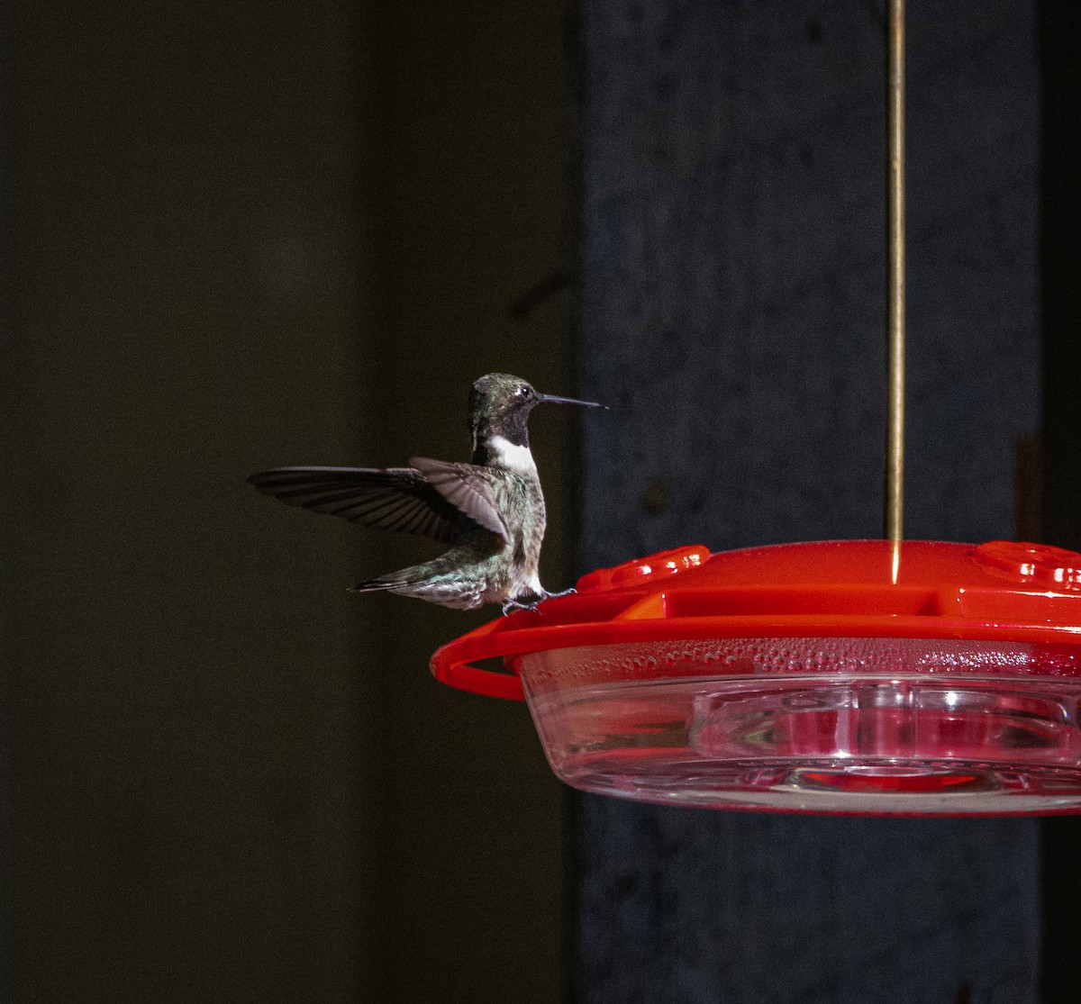Black-chinned Hummingbird - ML621425108