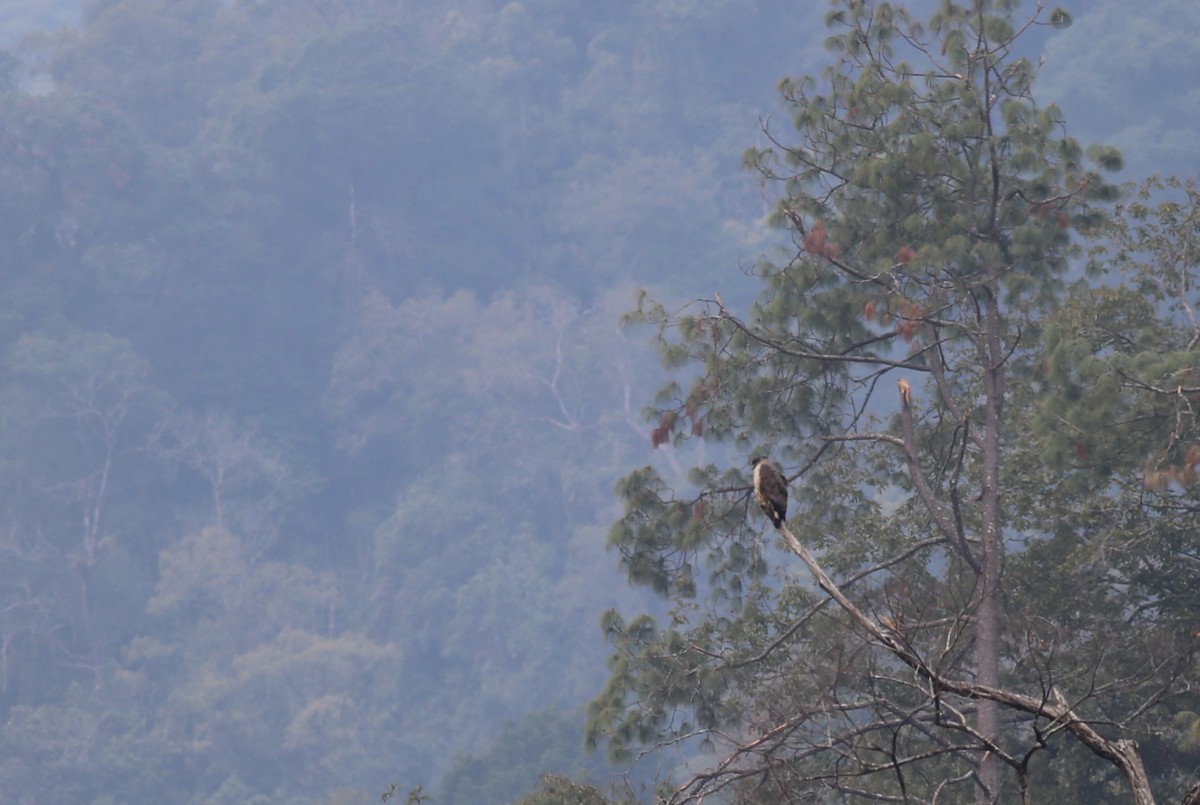 Crested Serpent-Eagle (Crested) - Peter Hosner