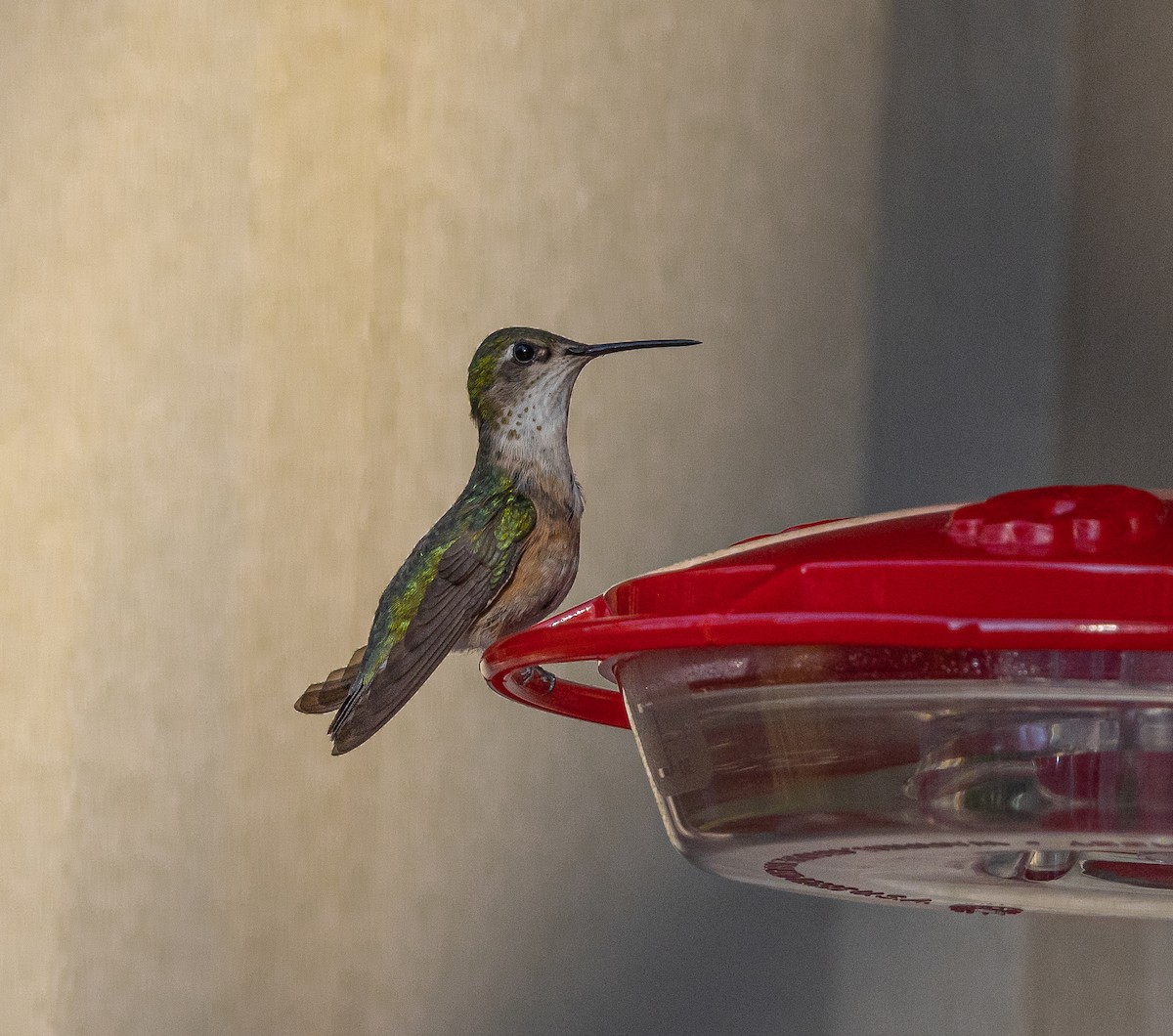 Calliope Hummingbird - ML621425110