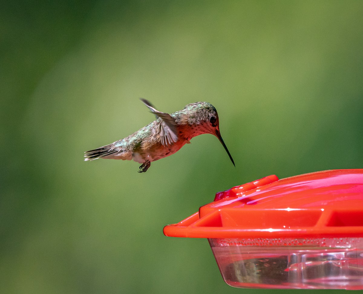 Calliope Hummingbird - ML621425113