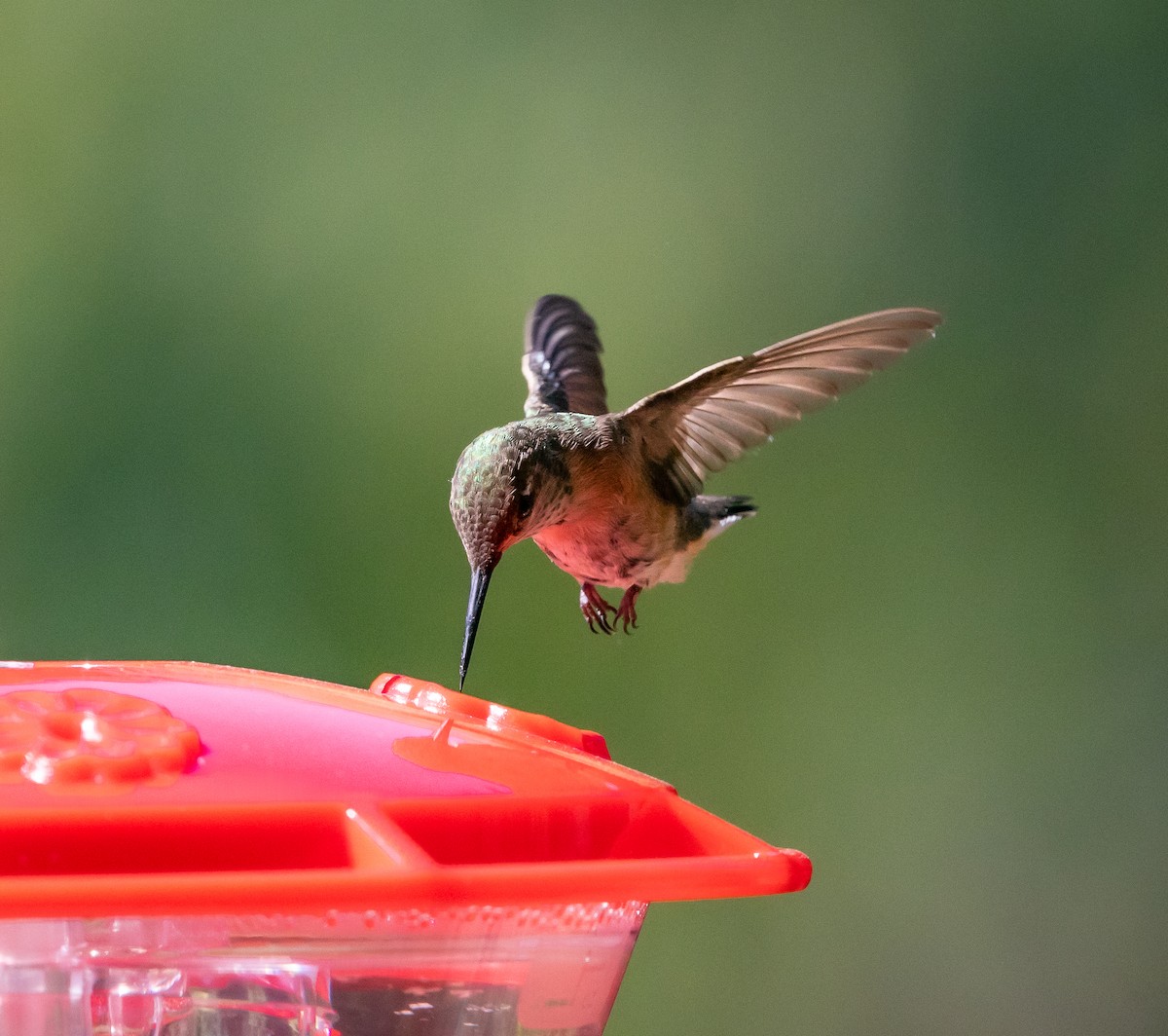 Calliope Hummingbird - ML621425120