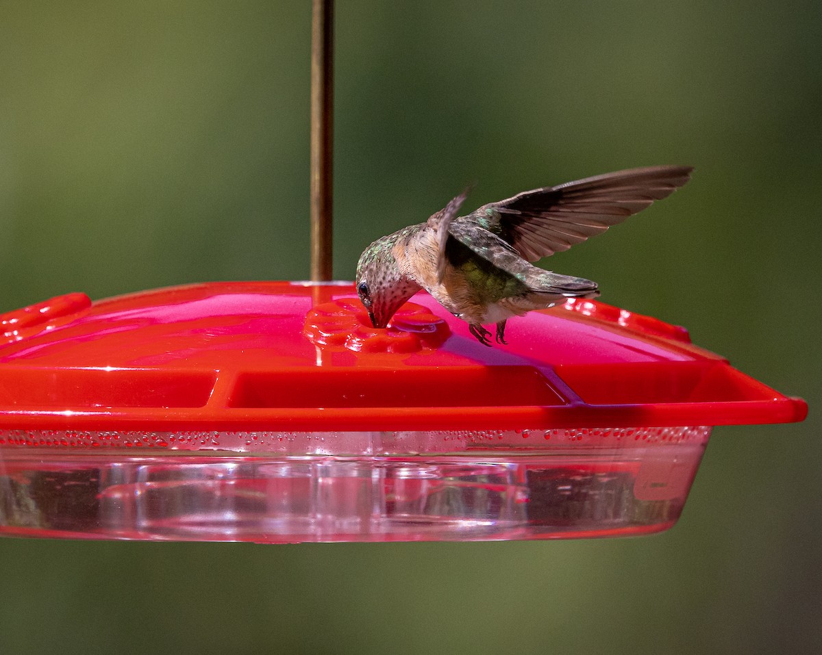 Calliope Hummingbird - ML621425123
