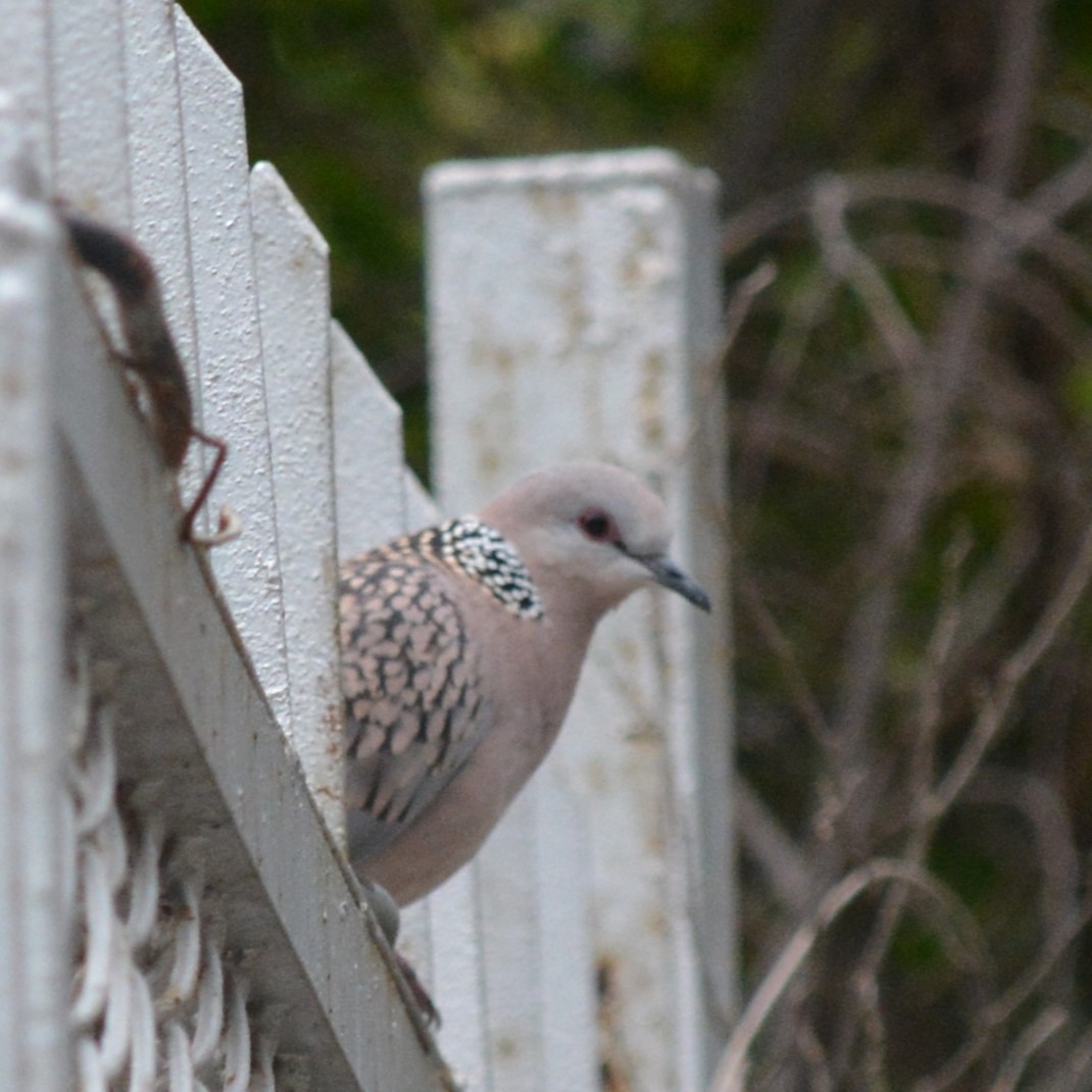 Spotted Dove - ML621425126