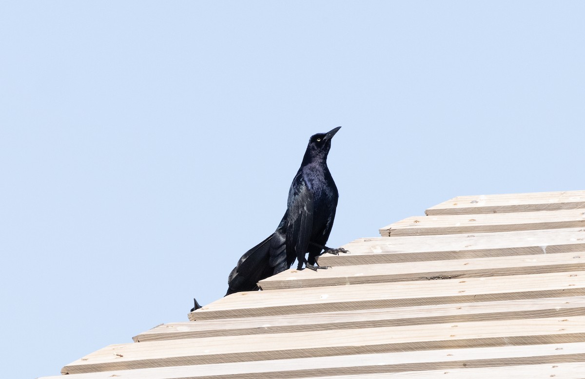 Great-tailed Grackle - ML621425128