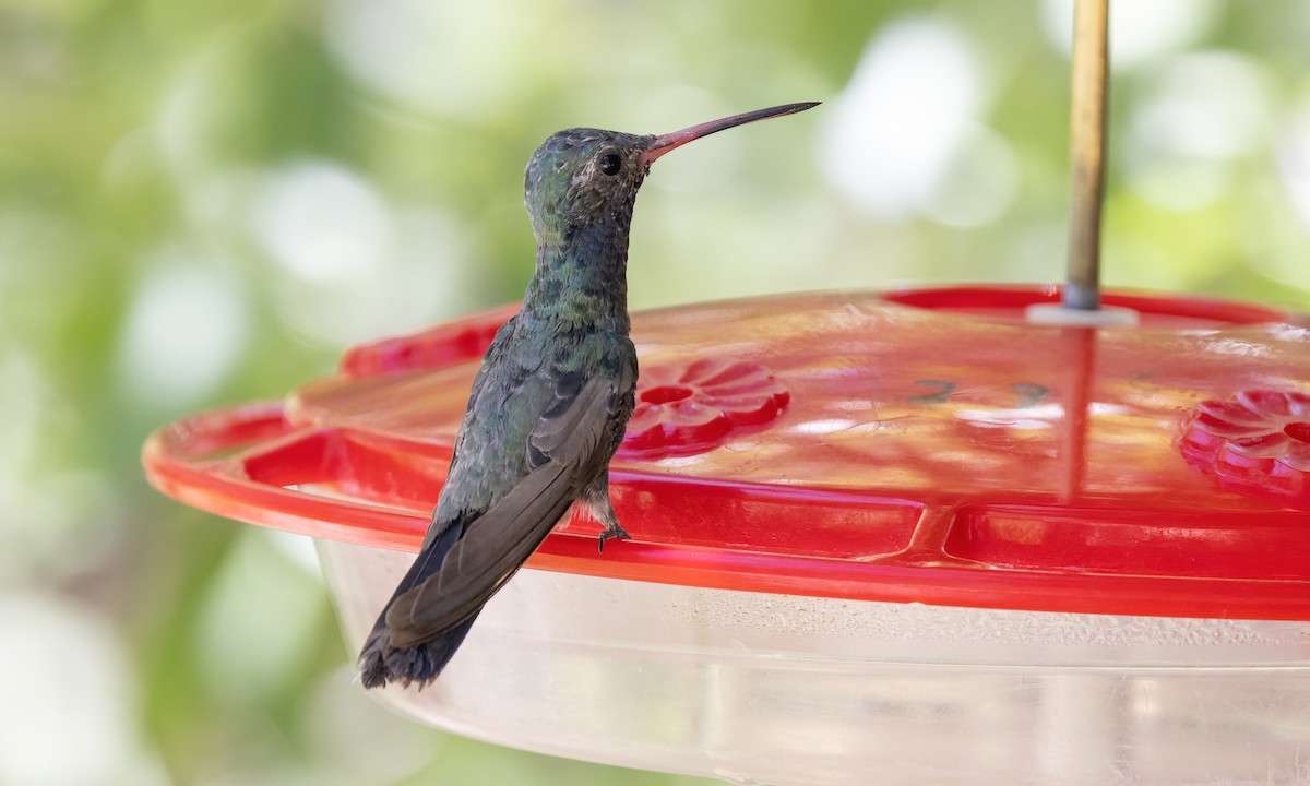 Broad-billed Hummingbird - ML621425142