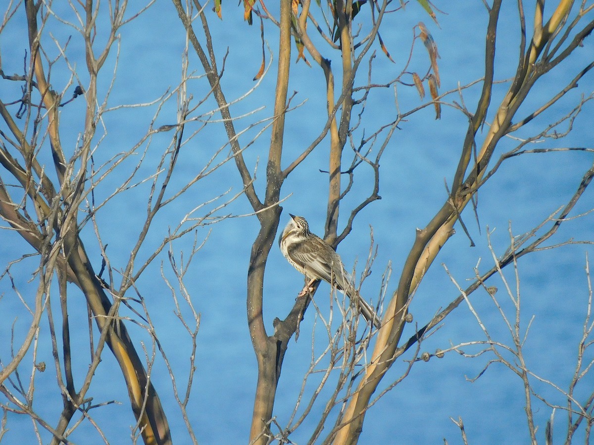 Yellow Wattlebird - George Vaughan