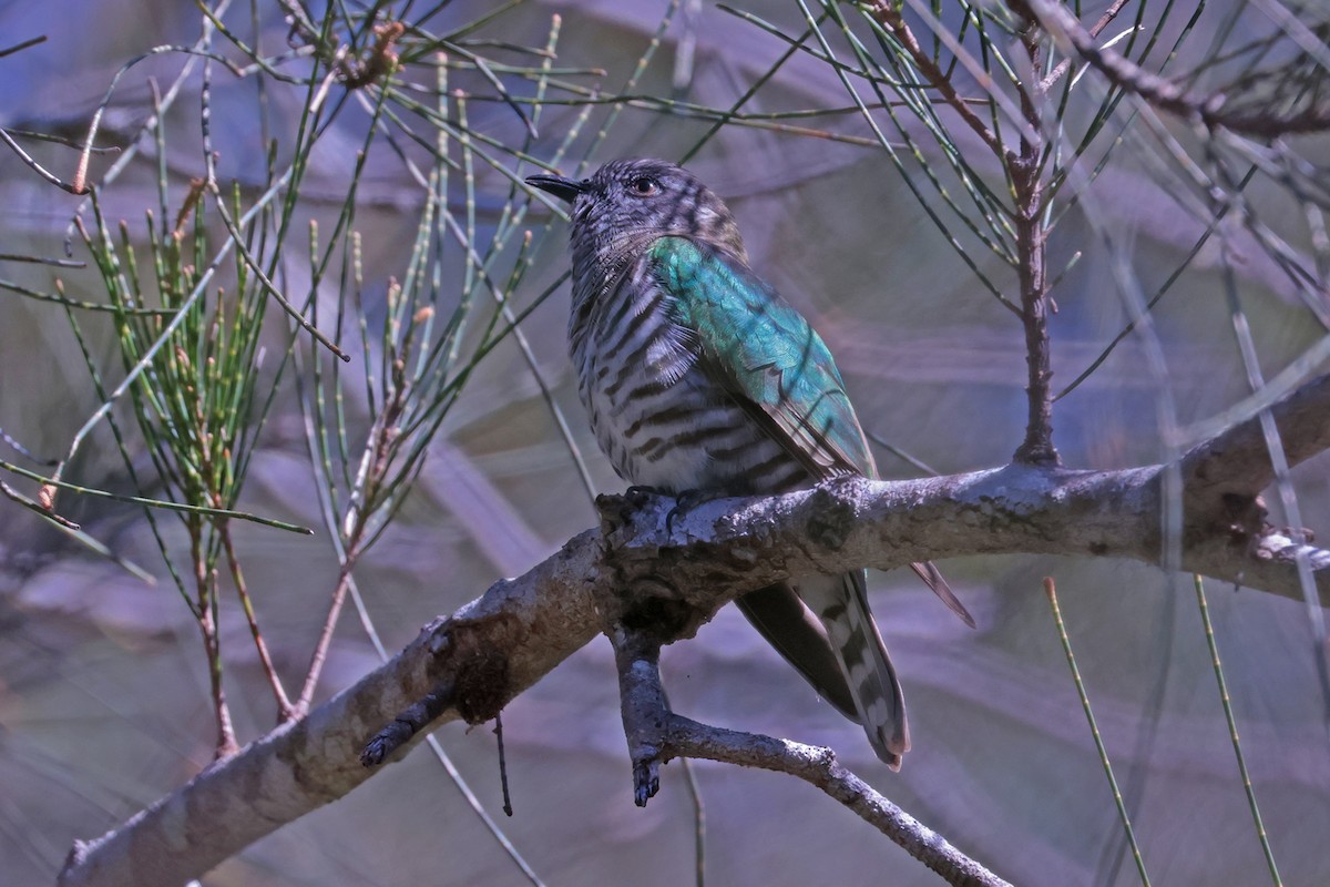 kukačka blýskavá (ssp. plagosus) - ML621425181