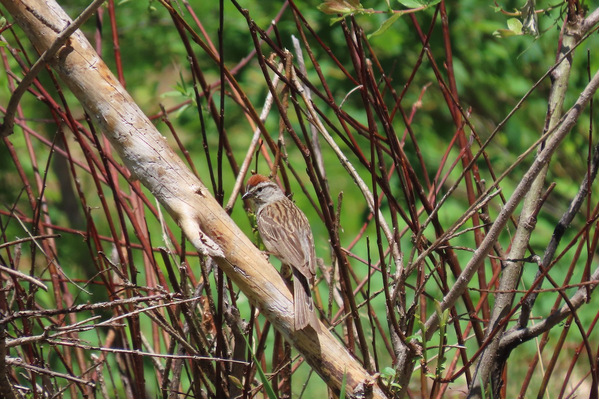 Chipping Sparrow - ML621425384
