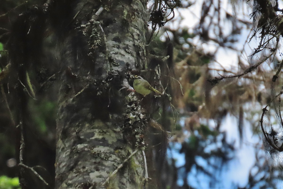 Golden-crowned Kinglet - ML621425388