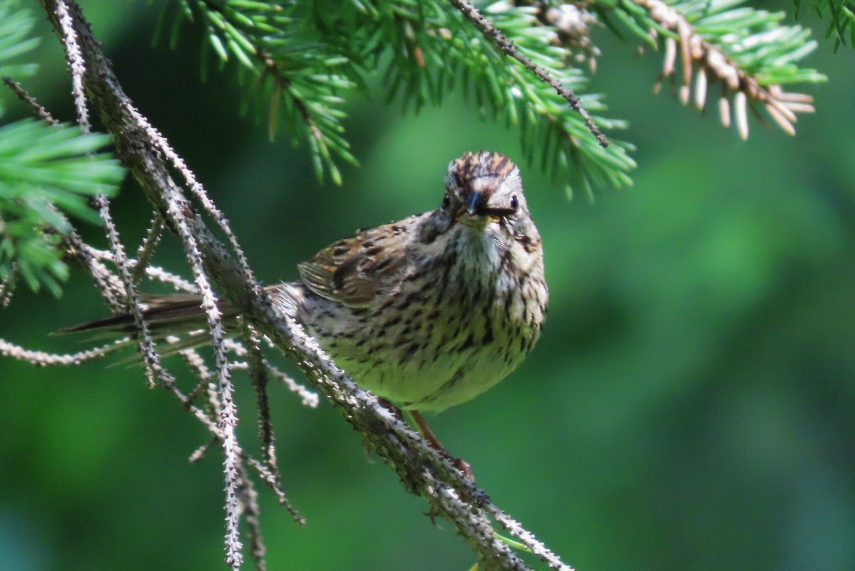 Lincoln's Sparrow - ML621425398