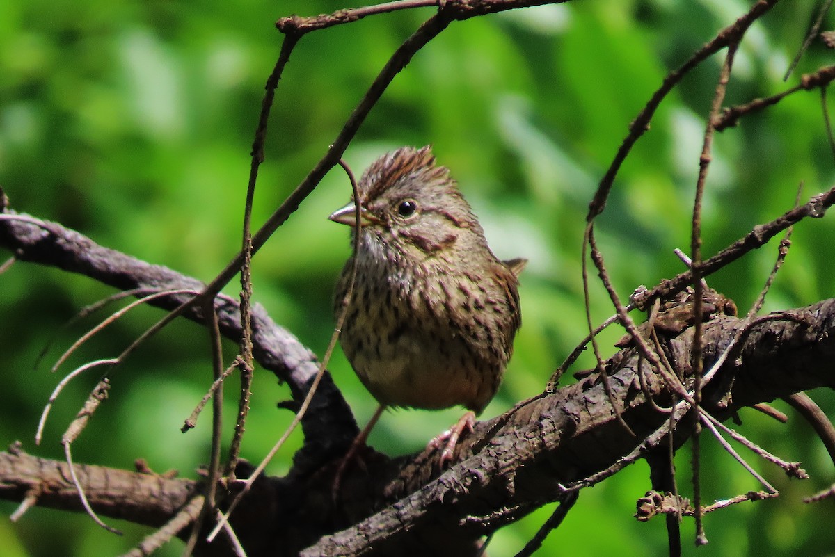 Lincoln's Sparrow - ML621425399