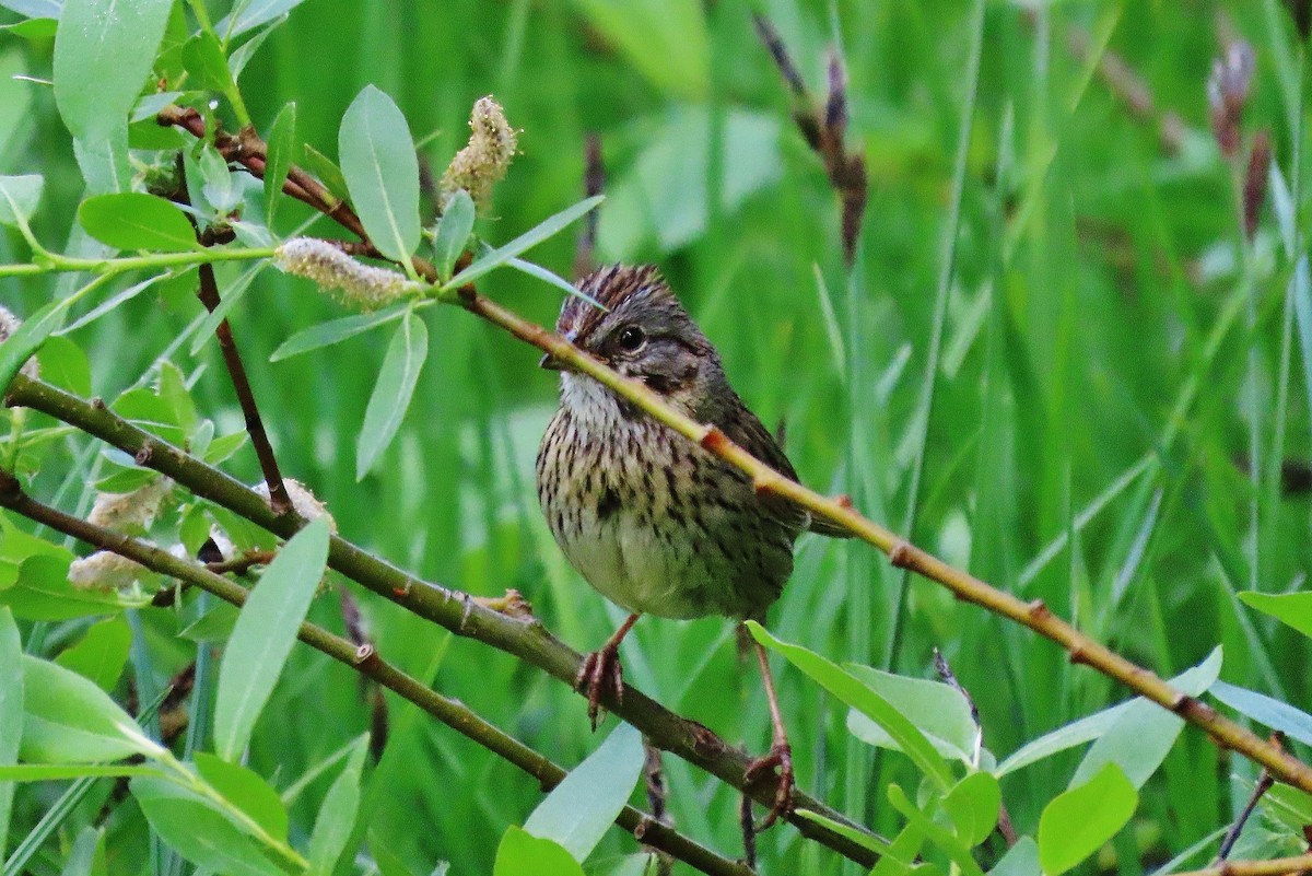 Lincoln's Sparrow - ML621425400