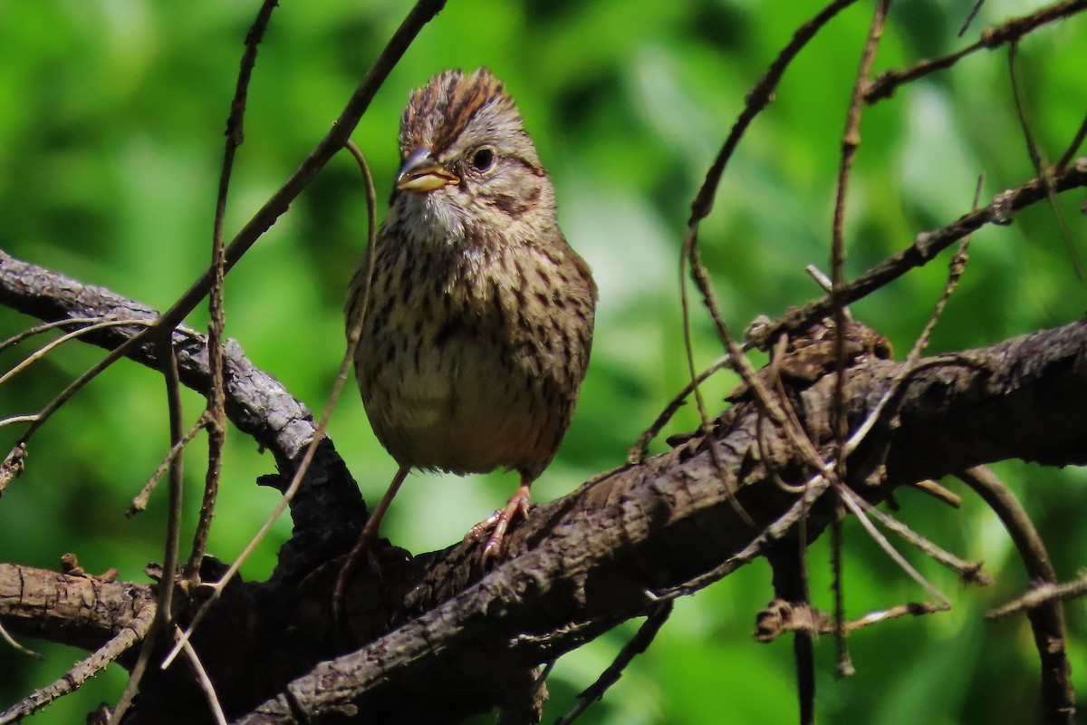 Lincoln's Sparrow - ML621425401