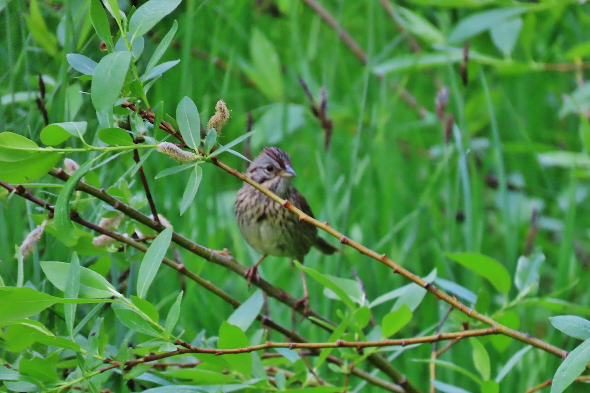 Lincoln's Sparrow - ML621425403