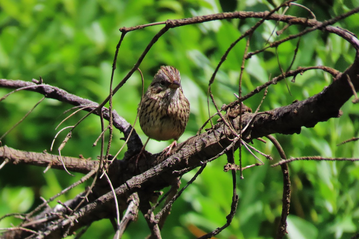 Lincoln's Sparrow - ML621425406