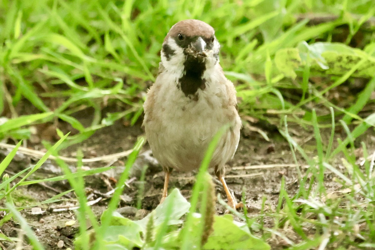 Eurasian Tree Sparrow - Daniel Tinoco