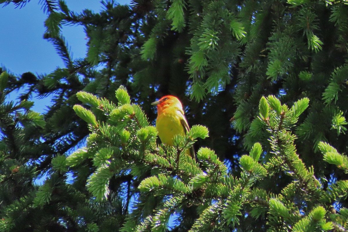 Western Tanager - ML621425431