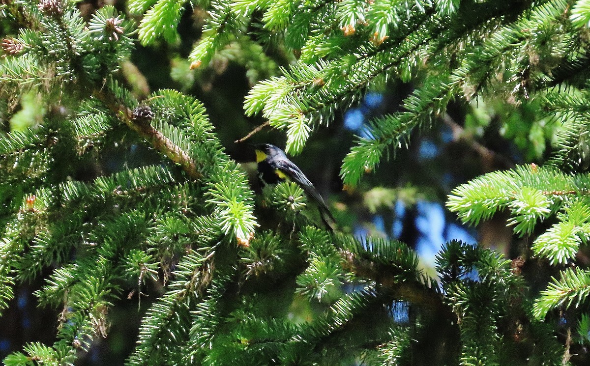 Yellow-rumped Warbler - ML621425455
