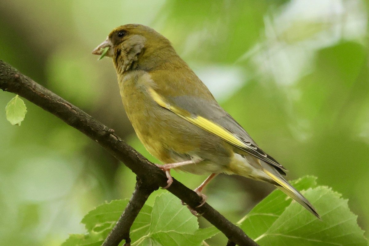 European Greenfinch - Daniel Tinoco