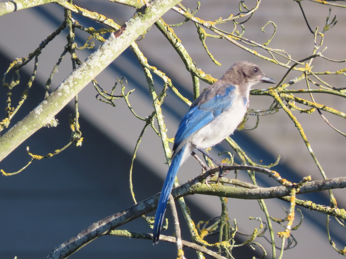 California Scrub-Jay - ML621425552