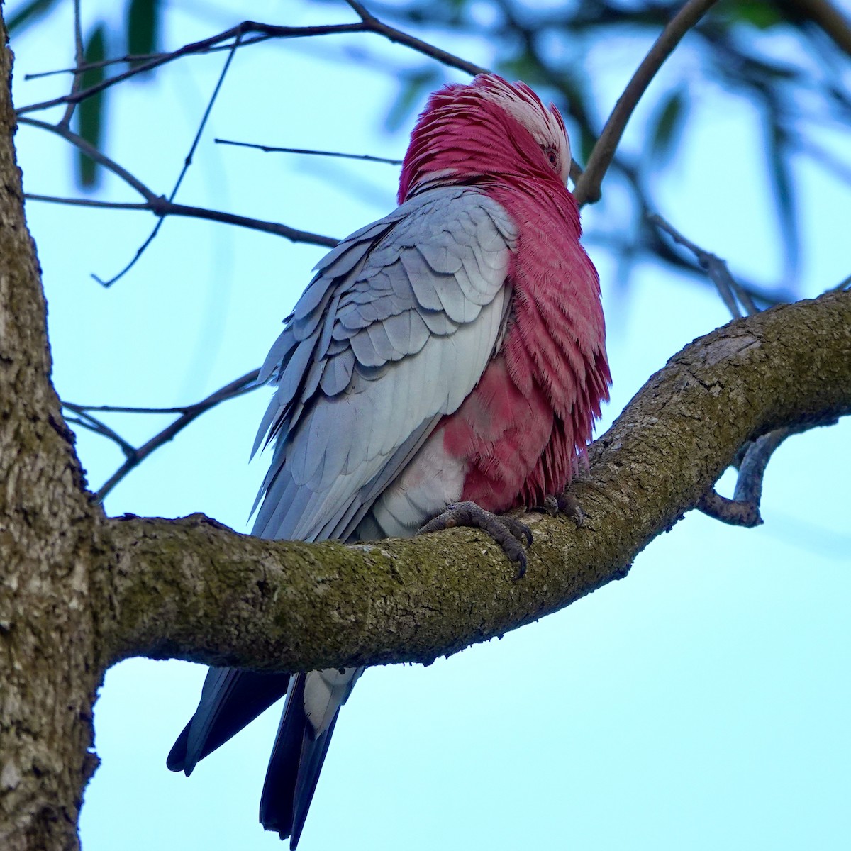 Galah - ML621425612