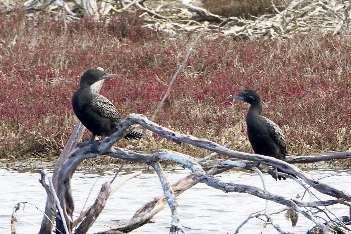 Little Black Cormorant - ML621425614