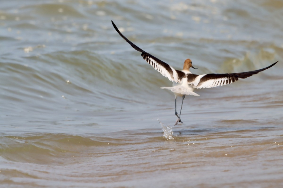 American Avocet - ML621425638