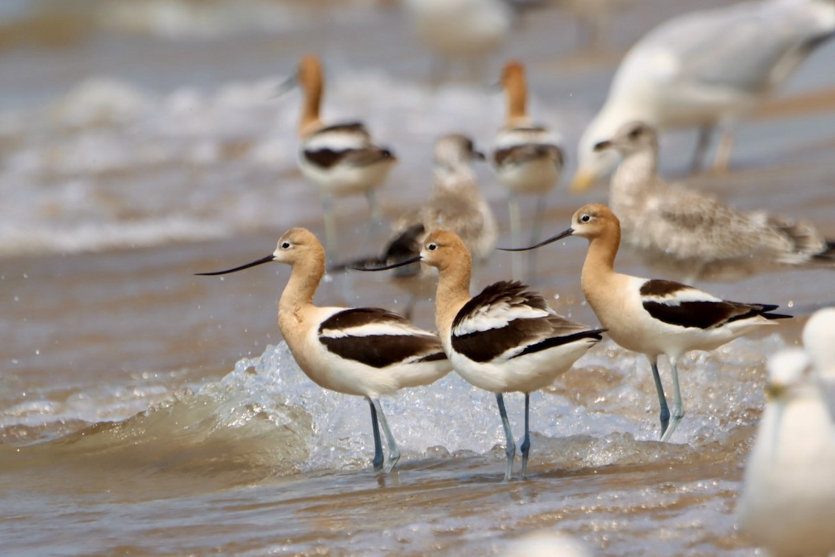 American Avocet - ML621425639