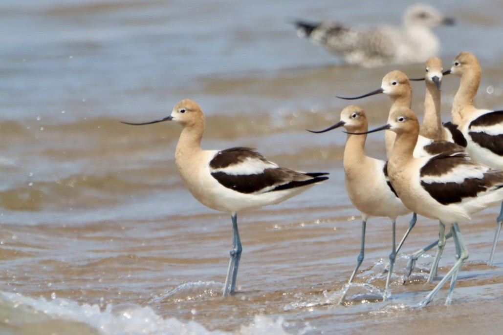 American Avocet - ML621425640