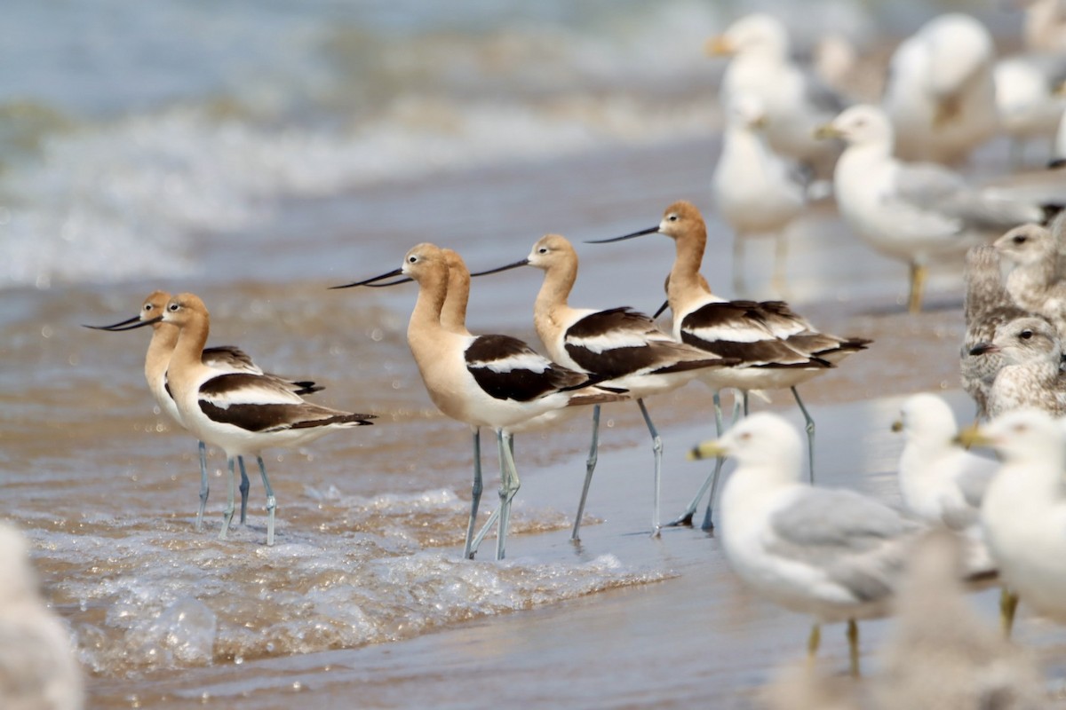 American Avocet - ML621425641