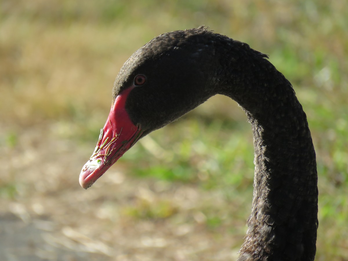 Black Swan - ML621425687