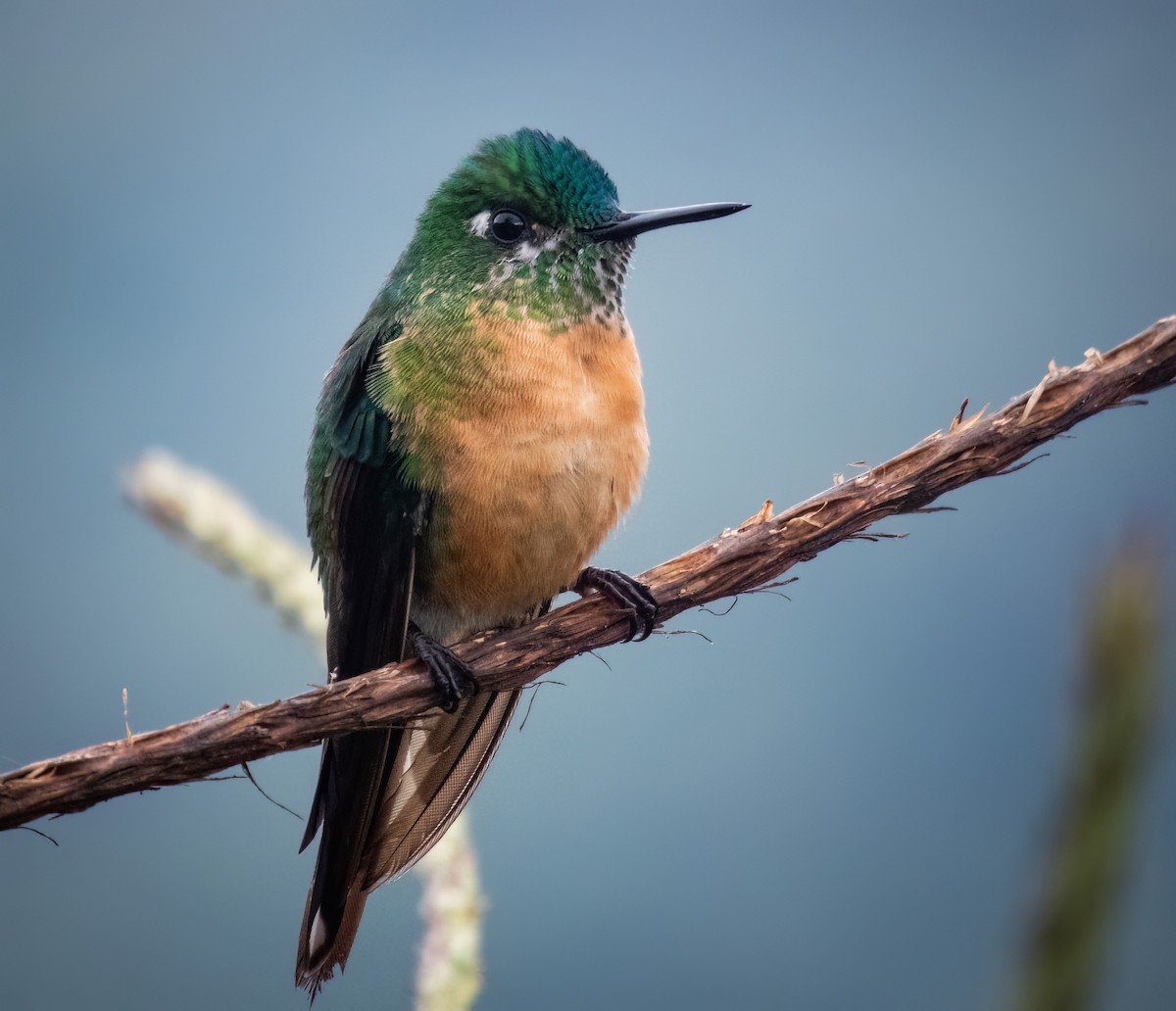 Long-tailed Sylph - ML621425697