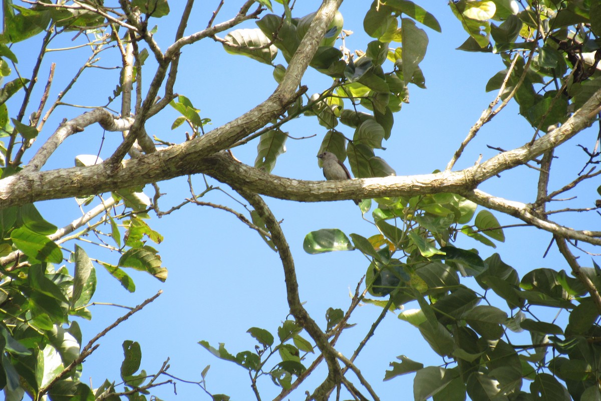Plain-colored Tanager - ML621425702
