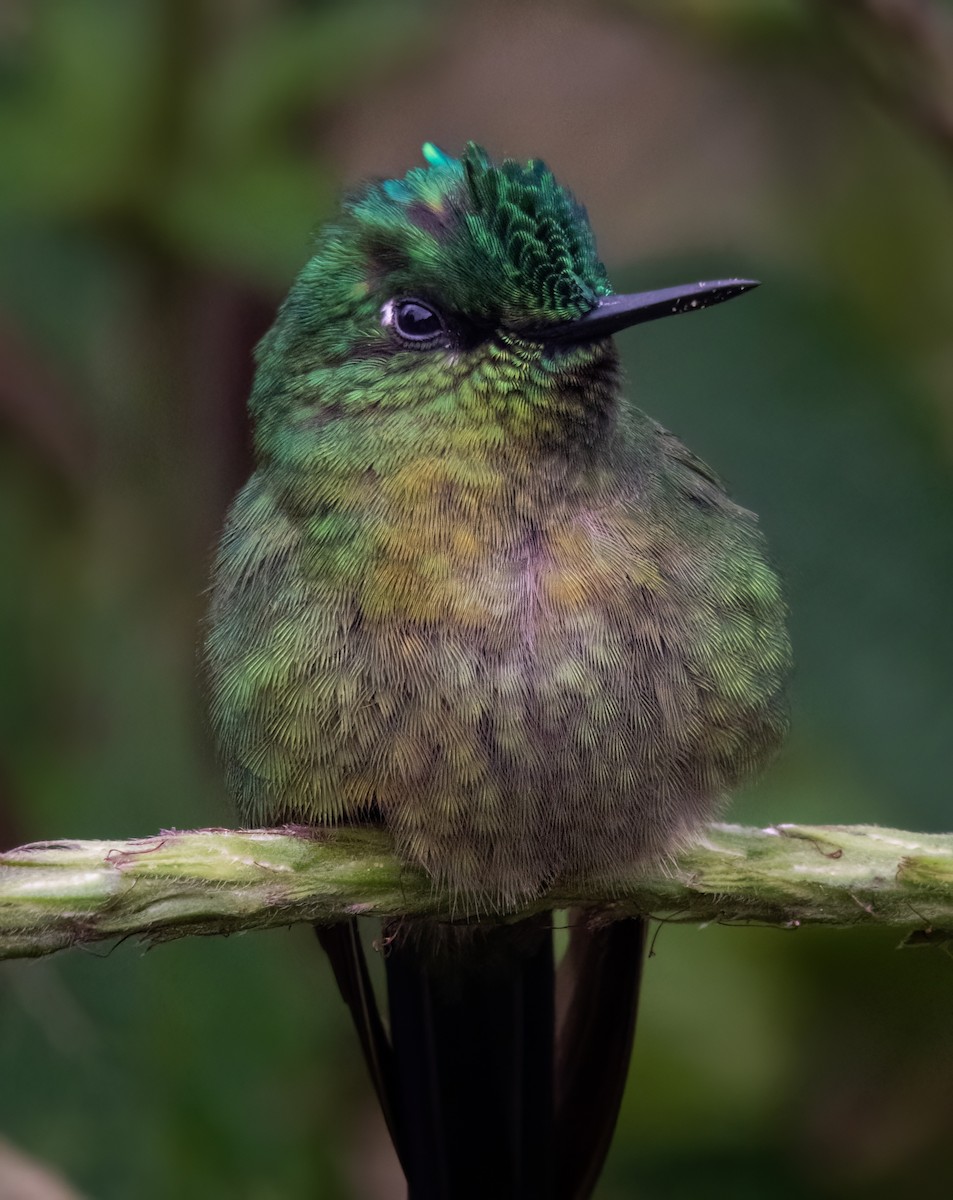 Long-tailed Sylph - ML621425709