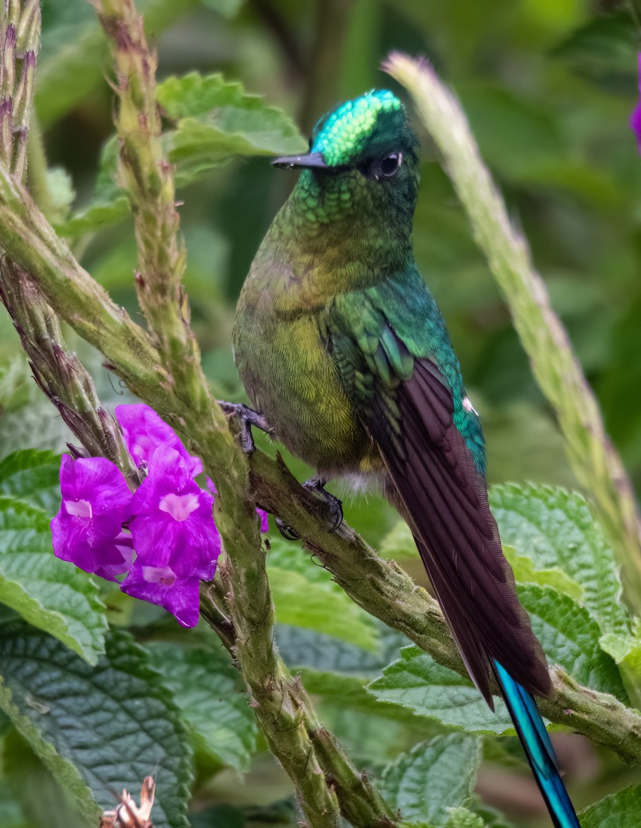 Long-tailed Sylph - ML621425711