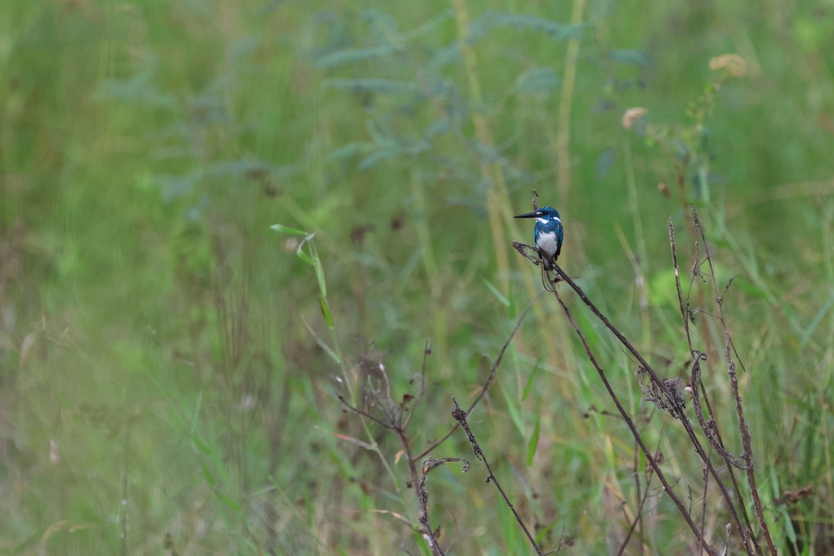 Small Blue Kingfisher - ML621425739