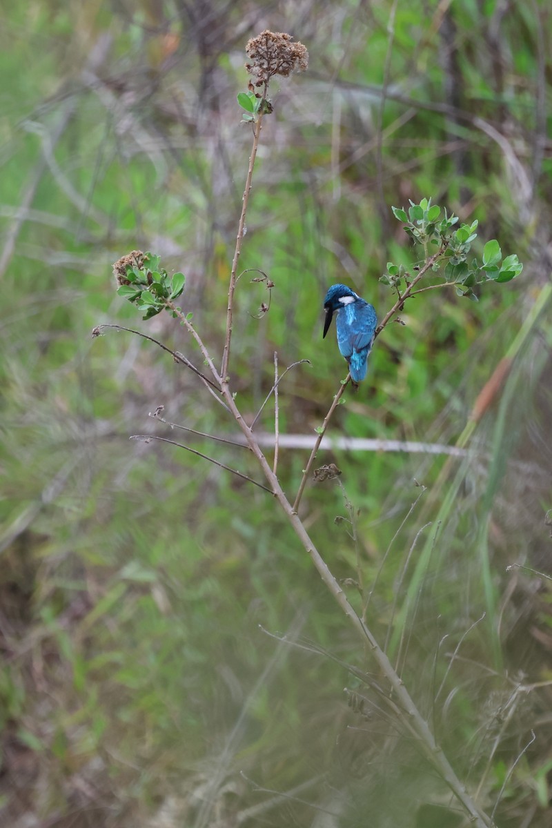 Small Blue Kingfisher - ML621425740